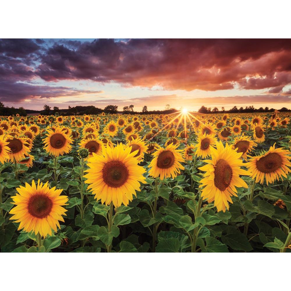 Anatolian 1000 Parça Puzzle Günbatımında Ayçiçekleri