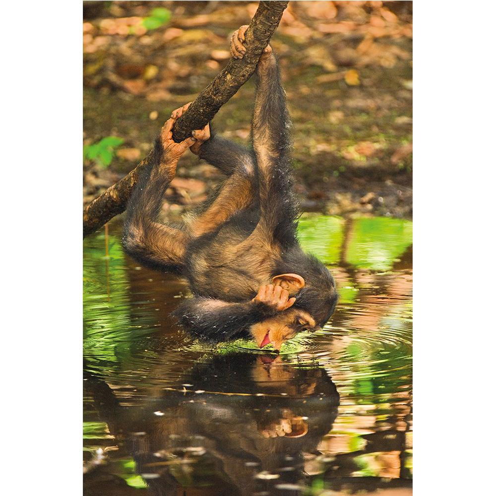 Clementoni 1000 Parça Puzzle Nat Geo Chimpanzee