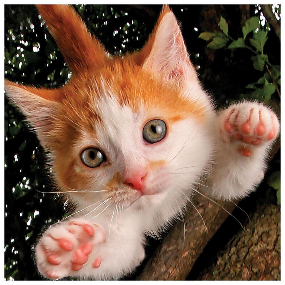 Prime 3D Kedi Pençesi Puzzle 100 Parça 20524
