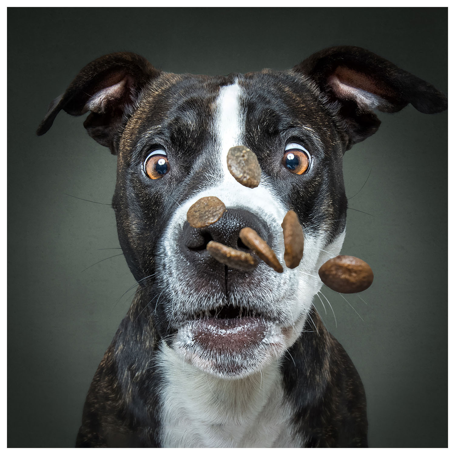 Prime 3D Vieler Fotoğraf Köpek Puzzle 100 Parça 20511