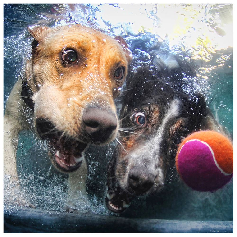 Prime 3D Su Altında Köpekler Puzzle 100 Parça 20529